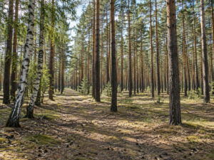 WBV Waldfläche